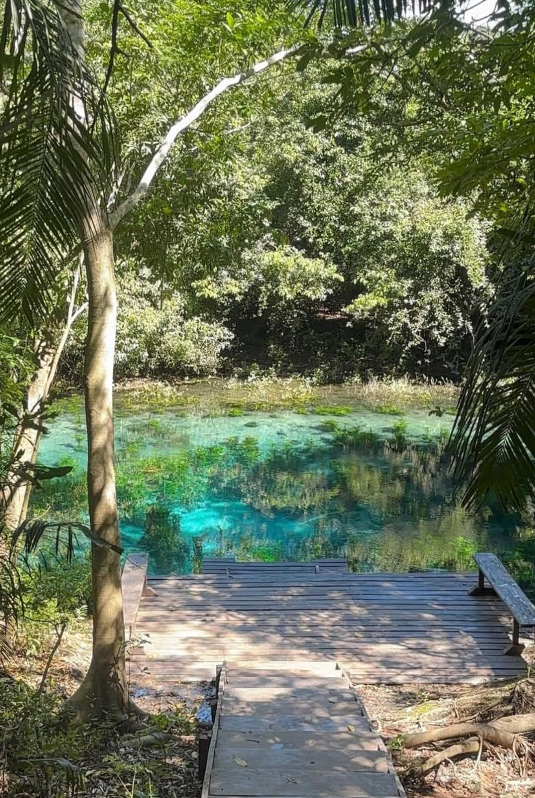 Crystal-clear natural pool surrounded by forest